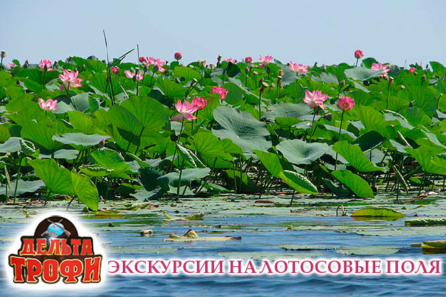 Экскурсия на лотосовые поля